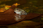 Juvinile Bull Frog