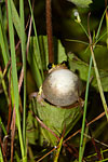 Painted Reed Frog