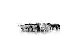 Nguni Cattle abstract4